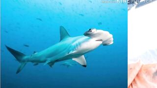 Мирисса, Шри-Ланка. Рыбалка на тунца.