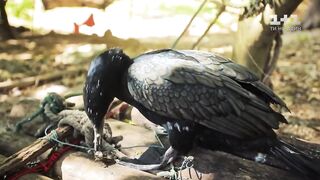 Китай, рыбалка с бакланами и другие способы