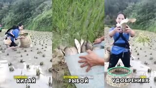 Китай - приёмы ловли рыбы на местных водоёмах