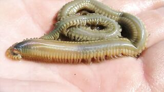 Геленджик: что и как ловить