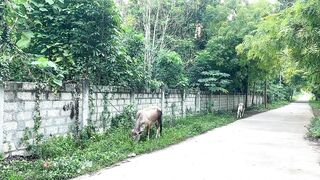 Панглао - морская рыбалка и повседневная жизнь на острове