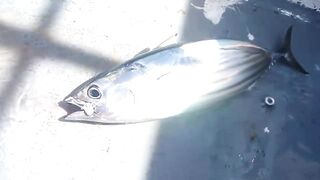 Сиаргао Филиппины морская рыбалка на рассвете и поиск свала