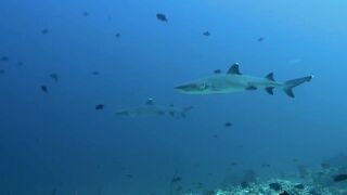 Видео о морской рыбалке на Мальдивах 2024 Александра Кондрашова