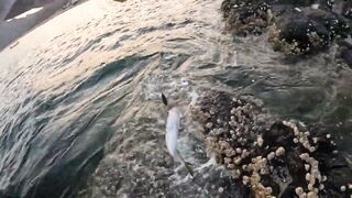 Особенности берегового спиннинга в ОАЭ (Фуджейра, Оманский залив)