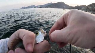 Особенности берегового спиннинга в ОАЭ (Фуджейра, Оманский залив)