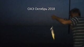 ОАЭ, Шарджа рыбалка на спининг (воблер) с берега 2018г.
