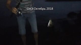 ОАЭ, Шарджа рыбалка на спининг (воблер) с берега 2018г.