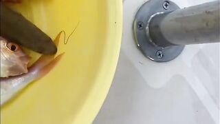 Рыбалка на яхте в Тель-Авиве - 052-5977756