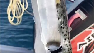 Рыбалка на яхте в Тель-Авиве - 052-5977756