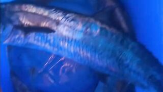 Рыбалка на яхте в Тель-Авиве - 052-5977756