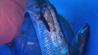 Рыбалка на яхте в Тель-Авиве - 052-5977756