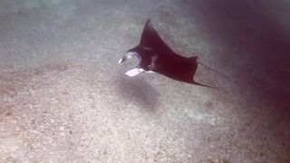 Снорклинг-Круиз Комодо (Лабуан Баджо) - Ломбок