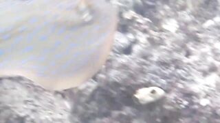 Снорклинг-Круиз Комодо (Лабуан Баджо) - Ломбок