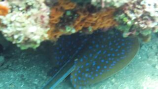 Снорклинг-Круиз Комодо (Лабуан Баджо) - Ломбок