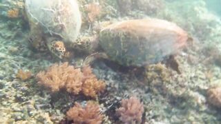 Снорклинг-Круиз Комодо (Лабуан Баджо) - Ломбок