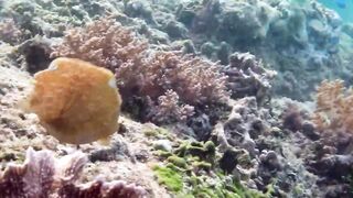 Снорклинг-Круиз Комодо (Лабуан Баджо) - Ломбок