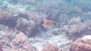 Снорклинг-Круиз Комодо (Лабуан Баджо) - Ломбок