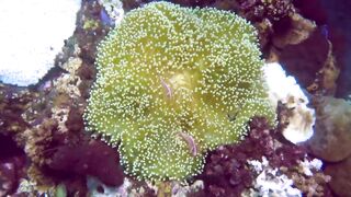 Снорклинг-Круиз Комодо (Лабуан Баджо) - Ломбок