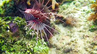 Снорклинг-Круиз Комодо (Лабуан Баджо) - Ломбок