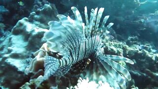 Снорклинг-Круиз Комодо (Лабуан Баджо) - Ломбок