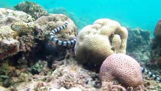 Снорклинг-Круиз Комодо (Лабуан Баджо) - Ломбок