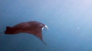 Снорклинг-Круиз Комодо (Лабуан Баджо) - Ломбок