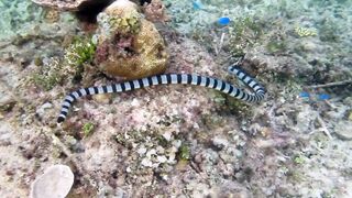 Снорклинг-Круиз Комодо (Лабуан Баджо) - Ломбок