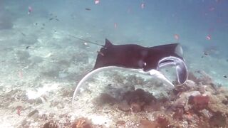 Снорклинг-Круиз Комодо (Лабуан Баджо) - Ломбок