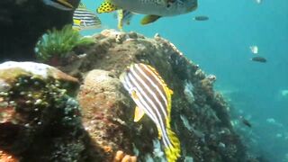 Снорклинг-Круиз Комодо (Лабуан Баджо) - Ломбок