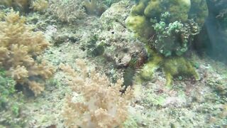 Снорклинг-Круиз Комодо (Лабуан Баджо) - Ломбок