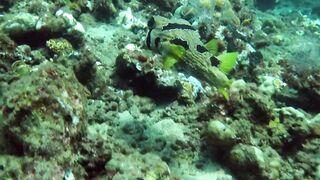 Снорклинг-Круиз Комодо (Лабуан Баджо) - Ломбок