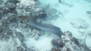 Снорклинг-Круиз Комодо (Лабуан Баджо) - Ломбок