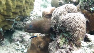 Снорклинг-Круиз Комодо (Лабуан Баджо) - Ломбок