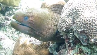 Снорклинг-Круиз Комодо (Лабуан Баджо) - Ломбок