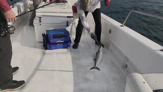 Абу-Даби , ловля Кингфиша , рыбалка в ОАЭ ! Kingfish Abu Dhabi.