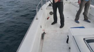 Абу-Даби , ловля Кингфиша , рыбалка в ОАЭ ! Kingfish Abu Dhabi.