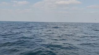 Абу-Даби , ловля Кингфиша , рыбалка в ОАЭ ! Kingfish Abu Dhabi.