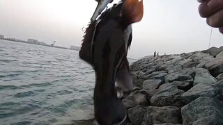 ОАЭ, Абу-Даби ,рыбалка с Берега, своим спиннингом, возле Лувра