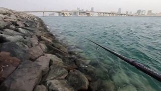 ОАЭ, Абу-Даби ,рыбалка с Берега, своим спиннингом, возле Лувра