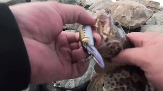 ОАЭ, Абу-Даби ,рыбалка с Берега, своим спиннингом, возле Лувра