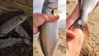 Рыбалка в Ялте. Мой первый трофейный луфарь.