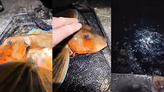 Вот такой красавчик, попался. Рыбалка в Ялте. Видео скоро будет на канале.