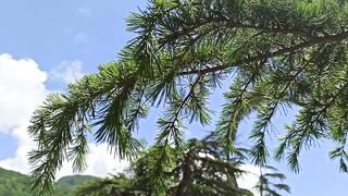 Цандрыпш, Белые скалы как найти и где подходы к пляжу