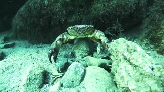 Бетта: подводная рыбалка и кадры с камеры