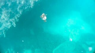 Бетта: подводная рыбалка и кадры с камеры