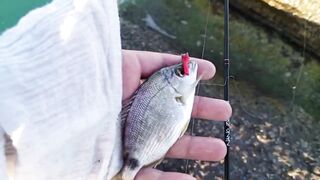 Кабардинка - рокфишинг и активная рыба летом 2024