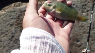 Кабардинка - рокфишинг и активная рыба летом 2024