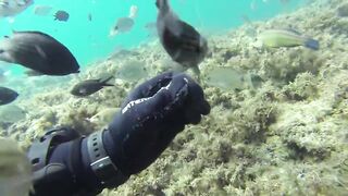 Геленджик, Толстый мыс - погружение на банку и рыбалка рядом