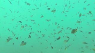 Геленджик, Толстый мыс - погружение на банку и рыбалка рядом