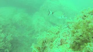 Геленджик, Толстый мыс - погружение на банку и рыбалка рядом